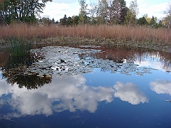 24 Shiawassee National Wildlife Refuge [2008 Nov 5]